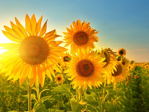 Sei deine eigene Sonnenblume